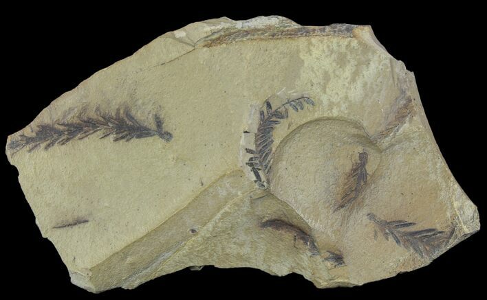 Metasequoia (Dawn Redwood) Fossils - Montana #85757